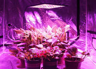 Lightweight Energy Efficient Grow Lights Led Flowering Grow Lights 3 Years Warranty
